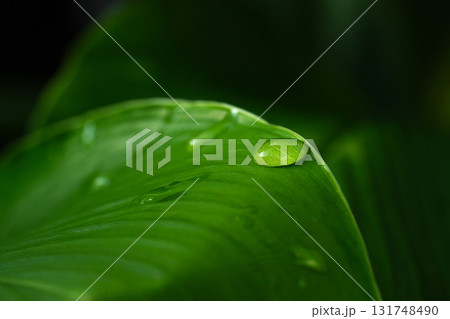 Close-up green leaf with water drops in the rainy day for natural background. 131748490