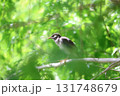 ムクドリ1 131748679