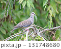 キジバト1 131748680