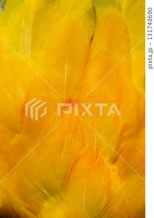 Yellow Macaw feather. texture or background. 131748690