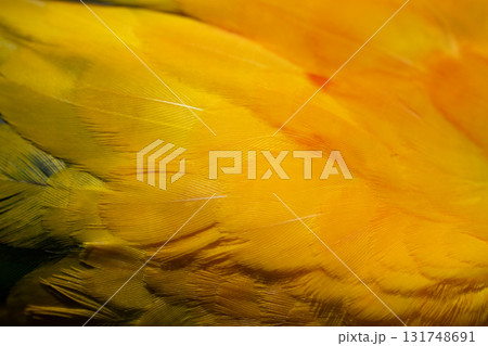 Yellow Macaw feather. texture or background. Yellow Macaw feather. texture or background. 131748691