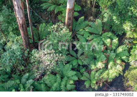 Lush green ferns in Great Otway National Park, Victoria, Australia 131749302