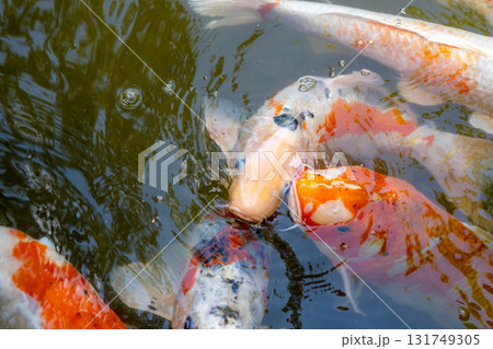 Colorful koi fish in Shukkei-en Japanese garden in Hiroshima, Japan 131749305