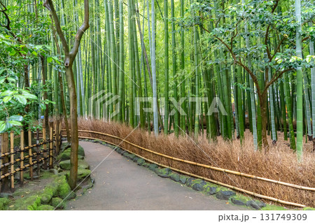 Bamboo forest at Hokoku-ji Shrine in Kamakura, Japan Bamboo forest at Hokoku-ji Shrine in Kamakura, Japan 131749309