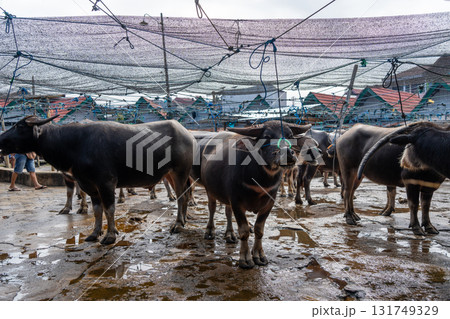 Buffaloes at Pasar Bolu market in Rantepao, Toraja, Sulawesi, Indonesia Buffaloes at Pasar Bolu market in Rantepao, Toraja, Sulawesi, Indonesia 131749329