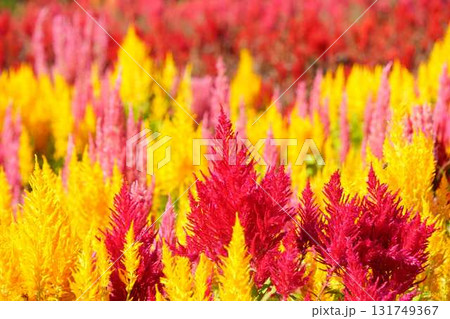 カラフルなケイトウの花 カラフルなケイトウの花 131749367