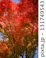秋空に真っ赤に染まる紅葉 131749543
