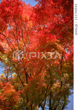 秋空に真っ赤に染まる紅葉 秋空に真っ赤に染まる紅葉 131749543