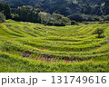 最上段から見下ろす秋の棚田 131749616