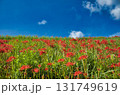 曼殊沙華の畦道と秋空 131749619