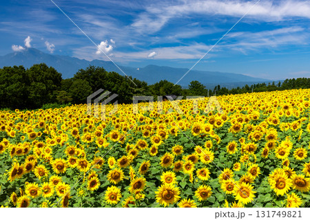 山梨県北杜市明野町浅尾　明野サンフラワーフェスの満開のひまわり畑と南アルプスの山々 131749821