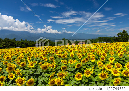 山梨県北杜市明野町浅尾　明野サンフラワーフェスの満開のひまわり畑と南アルプスの山々 131749822