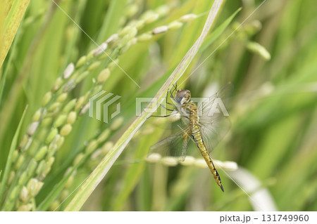 収穫近い黄金色の田園とトンボ 131749960