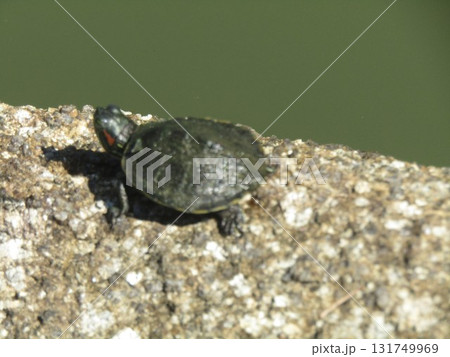 稲毛海浜公園浜の池の子亀さん 稲毛海浜公園浜の池の子亀さん 131749969