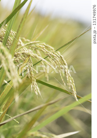 実り豊かな稲田の風景 131749976