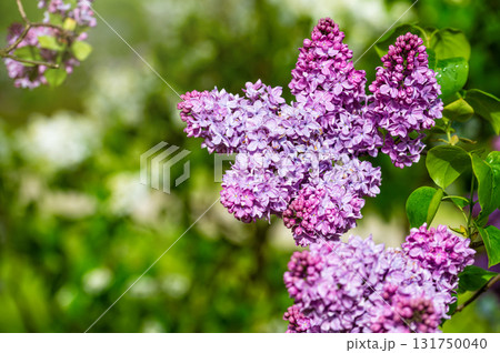 branch with lilac spring flowers, bright blooms of spring lilacs bush, soft focus, closeup branch with lilac spring flowers, bright blooms of spring lilacs bush, soft focus, closeup 131750040
