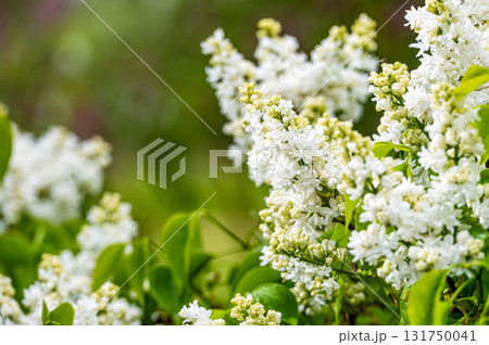 branch with white lilac spring flowers, bright blooms of spring lilacs bush, soft focus, closeup 131750041