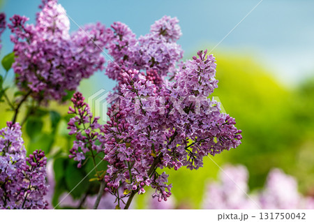 branch with lilac spring flowers, bright blooms of spring lilacs bush, soft focus, closeup branch with lilac spring flowers, bright blooms of spring lilacs bush, soft focus, closeup 131750042