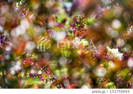 Spring flowers with blurred background. Blossom tree over nature background with selective focus Spring flowers with blurred background. Blossom tree over nature background with selective focus 131750043
