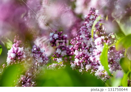 branch with lilac spring flowers, bright blooms of spring lilacs bush, soft focus, closeup branch with lilac spring flowers, bright blooms of spring lilacs bush, soft focus, closeup 131750044