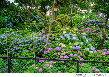 文京あじさいまつり 131750073