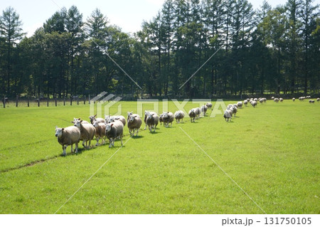 羊の行進 131750105