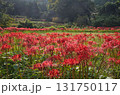 里山に咲く彼岸花 131750117