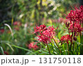 畔の彼岸花 131750118