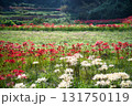 稲刈後の紅白彼岸花 131750119