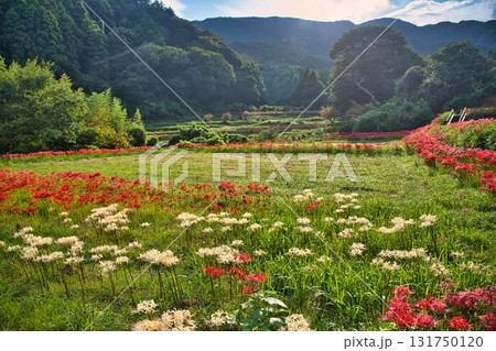 彼岸花咲く里山風景 131750120