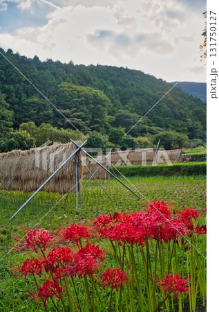 秋昼下がりの里山 131750127