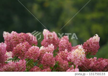 シックな秋色カシワバアジサイ 131750133