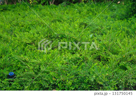 Phyllanthus myrtifolius green leaves Phyllanthus myrtifolius green leaves 131750145