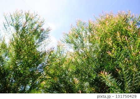 Melaleuca bracteata macro leaves small world Melaleuca bracteata macro leaves small world 131750429