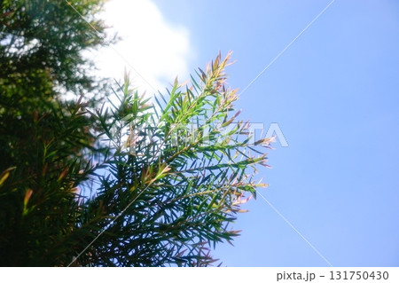 Melaleuca bracteata macro leaves small world 131750430