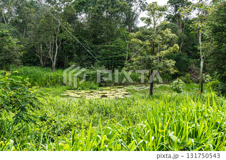 River boat trip at Parana do Mamori in the Amazon rainforest about 100 km south of Manaus in Brazil 131750543
