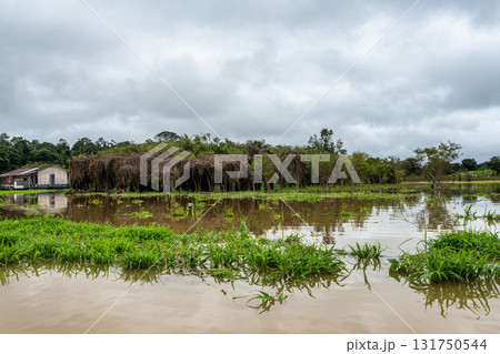 River boat trip at Parana do Mamori in the Amazon rainforest about 100 km south of Manaus in Brazil 131750544