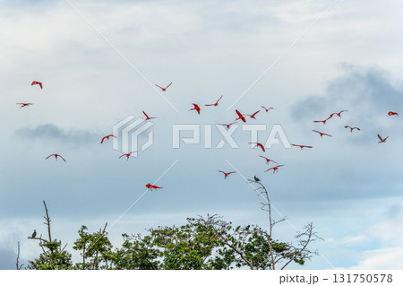 Scarlet ibis flying back home to their sleeping place, Revoada dos guaras on the Delta of the Parnaiba River in Brazil Scarlet ibis flying back home to their sleeping place, Revoada dos guaras on the Delta of the Parnaiba River in Brazil 131750578