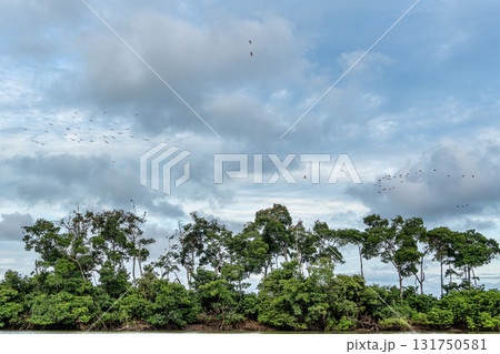 Scarlet ibis flying back home to their sleeping place, Revoada dos guaras on the Delta of the Parnaiba River in Brazil Scarlet ibis flying back home to their sleeping place, Revoada dos guaras on the Delta of the Parnaiba River in Brazil 131750581