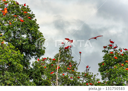 Scarlet ibis flying back home to their sleeping place, Revoada dos guaras on the Delta of the Parnaiba River in Brazil Scarlet ibis flying back home to their sleeping place, Revoada dos guaras on the Delta of the Parnaiba River in Brazil 131750583