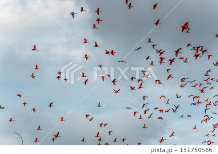 Scarlet ibis flying back home to their sleeping place, Revoada dos guaras on the Delta of the Parnaiba River in Brazil 131750586