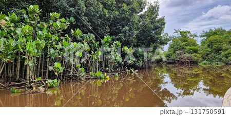Boat trip on the Igarape do Urubu River, Delta das Americas to Ilha das Canarias, Brazil. South America 131750591
