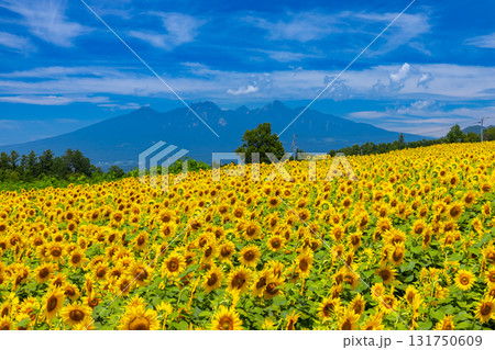 山梨県北杜市明野町浅尾　明野サンフラワーフェスの満開のひまわり畑と八ヶ岳の景色 131750609