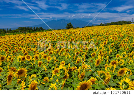 山梨県北杜市明野町浅尾　明野サンフラワーフェスの満開のひまわり畑と八ヶ岳の景色 131750611