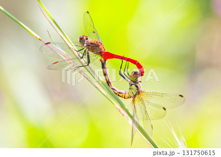 交尾するマユタテアカネ 131750615