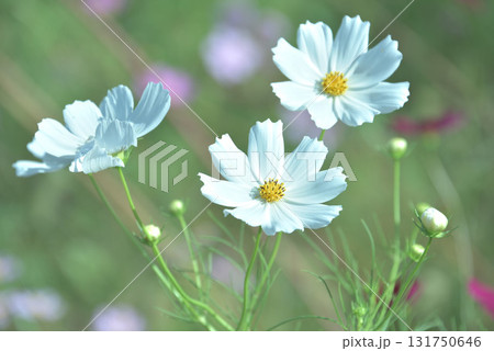 コスモス日和 131750646