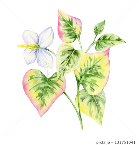 Botanical composition of green and pink Houttuynia cordata leaves with white flowers in watercolor illustration, hand drawn clipart for wrapping paper, fabric design, stationery, packaging and crafts. 131751041