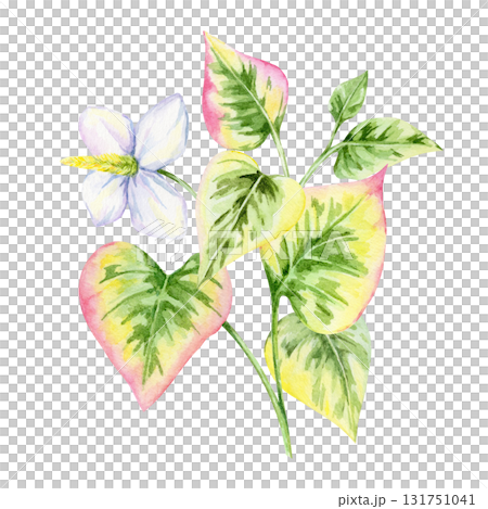 Botanical composition of green and pink Houttuynia cordata leaves with white flowers in watercolor illustration, hand drawn clipart for wrapping paper, fabric design, stationery, packaging and crafts. 131751041