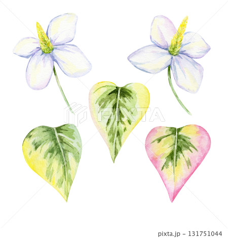 Set of heart-shaped leaves in green, yellow, pink and white flowers of Houttuynia cordata in watercolor illustration, hand drawn clipart for invitations, labels, digital scrapbooking and kitchen decor 131751044