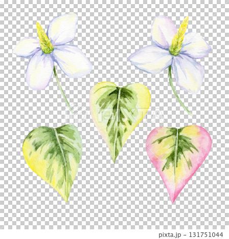 Set of heart-shaped leaves in green, yellow, pink and white flowers of Houttuynia cordata in watercolor illustration, hand drawn clipart for invitations, labels, digital scrapbooking and kitchen decor 131751044